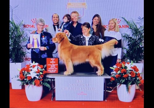 Andy winner sporting group at the Royal National Championship 5000 dogs first Golden in the history 