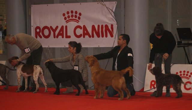 BEST PUPPY AT THE FINAL RING  
